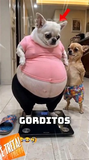 ¡5 Perros Que Comieron Demasiado! 🐶 #animales #curiosidades