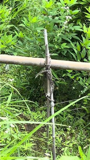イソヒヨドリ放鳥