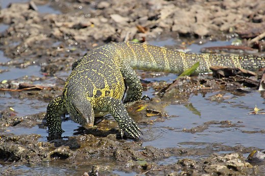 Monitor Lizard vs. Gila Monster: What Are the Differences?