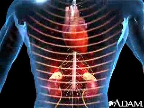 Adrenal Glands Animation