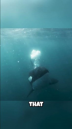 🦇 Orcas: They See with SOUND?! 🦇 Their Echolocation Superpower Revealed!