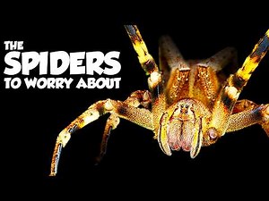 The Most Dangerous Spiders From Every Continent