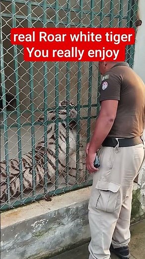 🐅 White Tiger Roar | Power of Nature #Shorts