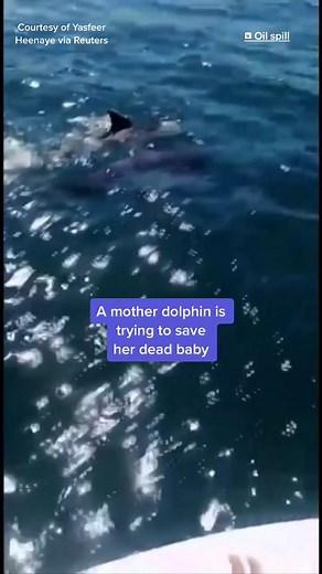 Dolphins Saving Humans: Incredible Rescue Story in Mauritius