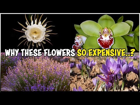 Most Expensive Flowers in the World