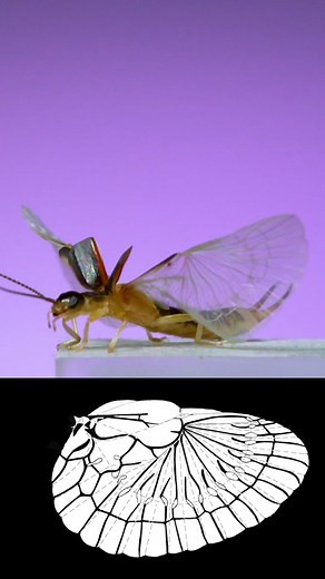 Incredible Earwig Wing Folding at 6,000fps