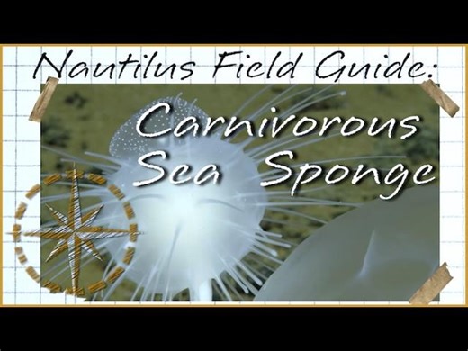 Nautilus Field Guide: Cladorhizidae Carnivorous Sponges | Nautilus Live | Ocean Exploration Trust