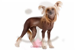 Chien chinois à crête : caractère, qualités & défauts de ce chien