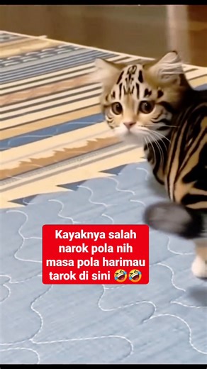 Kucing belang harimau #Animalfuny #kuvinglucu @sorotan | Simas Kasturi