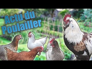 Red Mites & Expansion - Chicken Coop News!