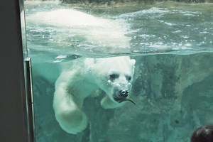 旭山動物園の見どころはココ！ 魅力と楽しみ方を徹底紹介！ - まっぷるウェブ