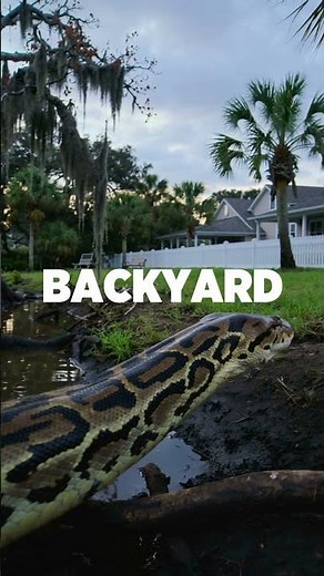 World’s Largest Snakes Ever Recorded – You Won’t Believe #1! 🐍😱