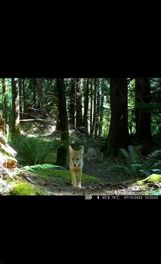 Coyote Pups Spotted on Trail Camera #natureshorts
