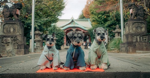 Perros en kimonos: en Japón, una celebración milenaria ahora incluye mascotas