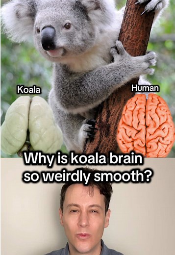 Koalas are cute, but their brain is a very different story. They have no brain folds, sleep almost all day, move slowly, and run on one of the worst diets in nature. It’s a brutal tradeoff for survival. But here’s the wild part: one animal has even more folds and grooves than humans. Do you know which one? #science #learnontiktok #animals #biology #neuroscience