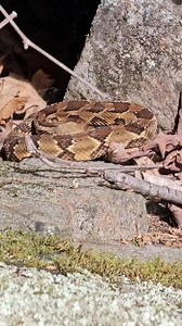 While assisting state biologists with a Timber Rattlesnake count, Kiley captured this footage of a Five-lined Skink just a few feet away from a rattlesnake. In New England, seeing these two species together is incredibly rare, as they occur together at only a few sites in the region. #OrianneSociety #KileyBriggs #FacesoftheForest #Snake #TimberRattlesnake #Skink #FivelinedSkink #Wildlife #Conservation | The Orianne Society