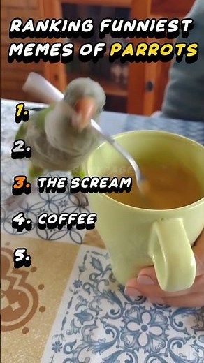 Ranking Funniest Memes Of Parrots