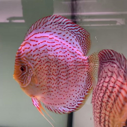 Well shaped leopard discus fish