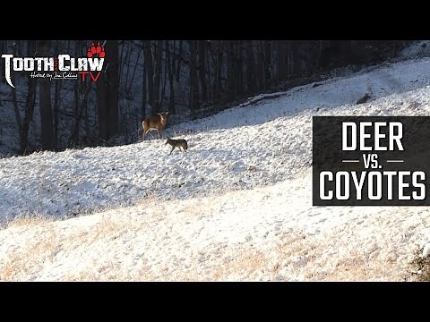 Deer vs Coyotes - Coyote Hunting