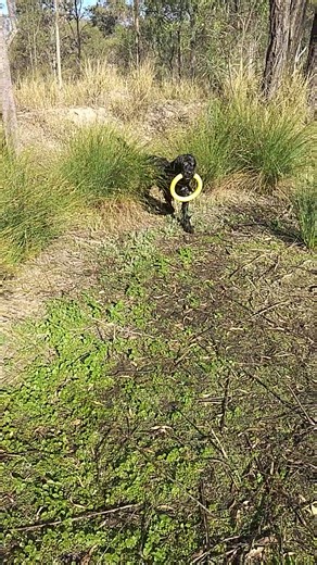 Winning in the showring one day, playing in the mud another day or, playing in the mud (shallow water) is what get the puppies to softly strengthen their growing bodies and demonstrate winning movements in the showring. | Tvorimir - Black Russian Terrier kennel, Australia