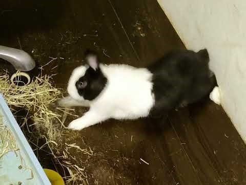 Idor outside(網紅形象)