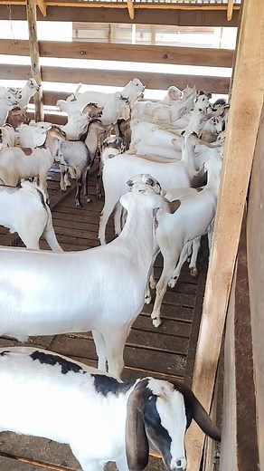 Gallas in the Morning: Well Vaccinated & Managed Alpacas