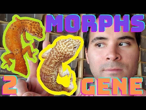 LEOPARD GECKO MORPHS: Understanding the Effects of Combining Different Leopard Gecko Morphs! (2020)
