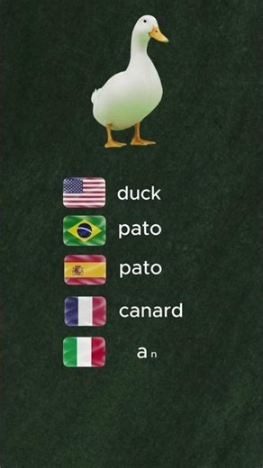 DUCK in 6 Languages ! 🌎