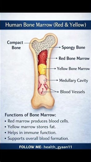 Human Bone Marrow (Red & Yellow) – Structure & Functions Explained Hnn