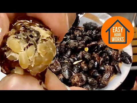 Exotic food | Adobo Beetle Insect Dish | Ilocano Dish Abal-abal | Salagubang