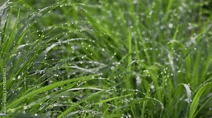 Tokyo, Japan - April 25, 2024: Raindrops on grasses in the morning