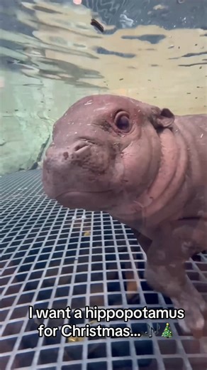 I Want a Hippopotamus for Christmas 🎄🎶 Members, here’s your exclusive chance! ✨ Book a guided tour with our newest little star, Hugo the pygmy hippo, and get up close with the cuteness. Spots are limited, so grab yours today: jbzoo.org/guided-tours/ | John Ball Zoo