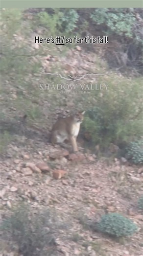 Shadow Valley Outfitters on Instagram: "I was out this morning glassing with @cody_milne33 and he dug up lion 7 for the year. We’ve never seen so many lions! @hunt_az"