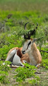 4.3M views · 10K reactions | A Springbok finds a moment of rest at Etosha National Park in Namibia. #namibia #etosha #springbok #visitnamibia #travelnamibia #safari #wildlife #nature #desert #explorepage #trending #viral #wildlifephotography | Nwrnamibia | Facebook