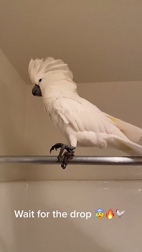 Rocking Cockatoo: Dancing to Metal Music