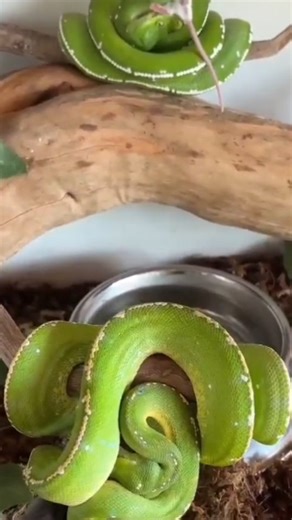 Ebt India on Instagram: "Green Tree Pythons (GTPs) are considered good pets for experienced keepers who appreciate a stunning display animal, not a cuddly companion, due to their vibrant colors, arboreal nature, manageable size, and relatively low maintenance once their specific habitat (humidity, temperature, perches) is set up. They are low-maintenance display animals that don't need frequent handling, feeding every 1-2 weeks, and offer unique beauty but require precise environmental control a