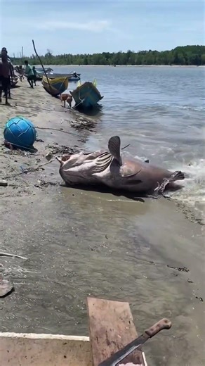 Fishermen Haul Massive Grouper Fish Onto the Beach