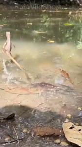 21K views · 513 reactions | Creature of the day: The Basilisk Lizard...