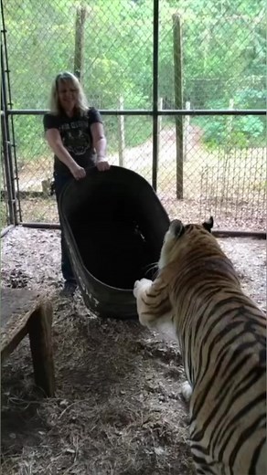What’s in there? #tiger #playing #bigcats #animalrescue | The CARE Foundation
