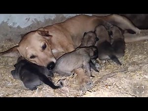 Newborn puppies moments || newborn puppies videos 2025