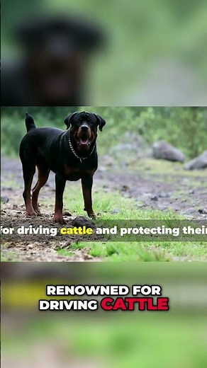 Rottweiler History: From Butcher Dogs to Modern Roles