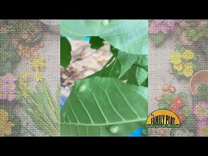 What are these bumps on the leaves of my walnut trees?