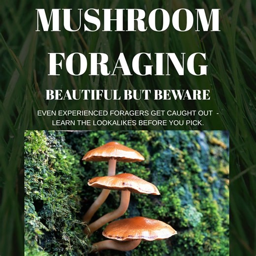 Foraging is one of the most rewarding outdoor skills — but it’s also one where a little knowledge can make all the difference. Some edible mushrooms have toxic or even deadly lookalikes, and even experienced foragers can be caught out. 🌿 During our Bushcraft courses, we explore safe foraging and mushroom identification — helping you build confidence to recognise what’s safe and what’s not. When in doubt, leave it out 🍂 #Bushcraft #OutdoorSafety #MushroomForaging #ForagingUK #BushcraftSkills #W