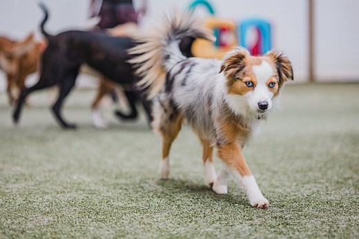Doggie Daycare — Bark   Boarding