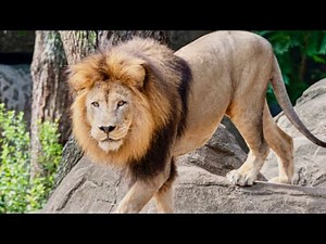 Wildlife Adventure Begins! 🦁 ZOO Atlanta Exploration Part 1