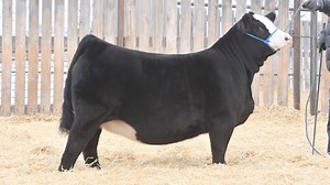 RF Scream 5117 is definitely one of the very COOLEST we've ever sold!! She has 9 donors from our program wrapped into one pedigree and She Sells this Friday Night! | Rancier Farms