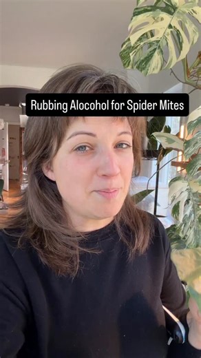 Is rubbing alcohol the solution to all my problems? This is the question I sent out to answer this month, as it seems like everyone and their mother uses it nowadays with great success for plant pest control (really the most pressing problem in life). The answer was a bit more nuanced than I had hoped. The good news? Yes it can be. You just have to keep spraying and keep that plant isolated because those pests are going to hatch again in between sprays. It’s also a great idea to use it in conjun