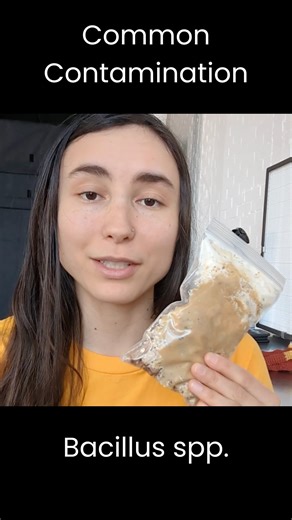 The most common form of bacterial contamination in mushroom cultivation is Bacillus spp., known as “wet spot” or “sour rot.” It is characterized by a dull gray slime with a sour-smelling odor that appears excessively wet or mucus-like, and often forms in uncolonized patches along the bottom of grain jars. Their reproductive structures are called endospores, which are heat resistant, meaning they will survive the sterilization process. To prevent it, grains can be soaked for 12 to 24 hours at roo