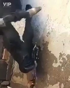 26 reactions · 15 shares | Cow opens the tap with it's horn to drink...
