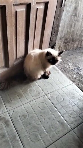 morning vibes with 1 blue eye bots.❣️❣️❣️